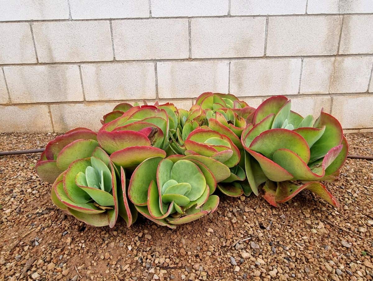 Pig's ear succulent growing in soil outdoor.