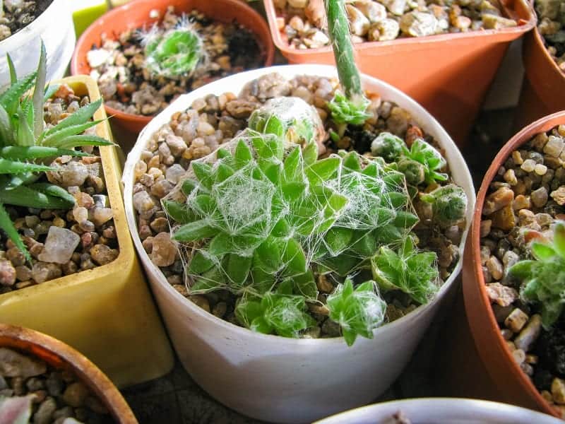 Sempervivum Arachnoideum in a white pot.