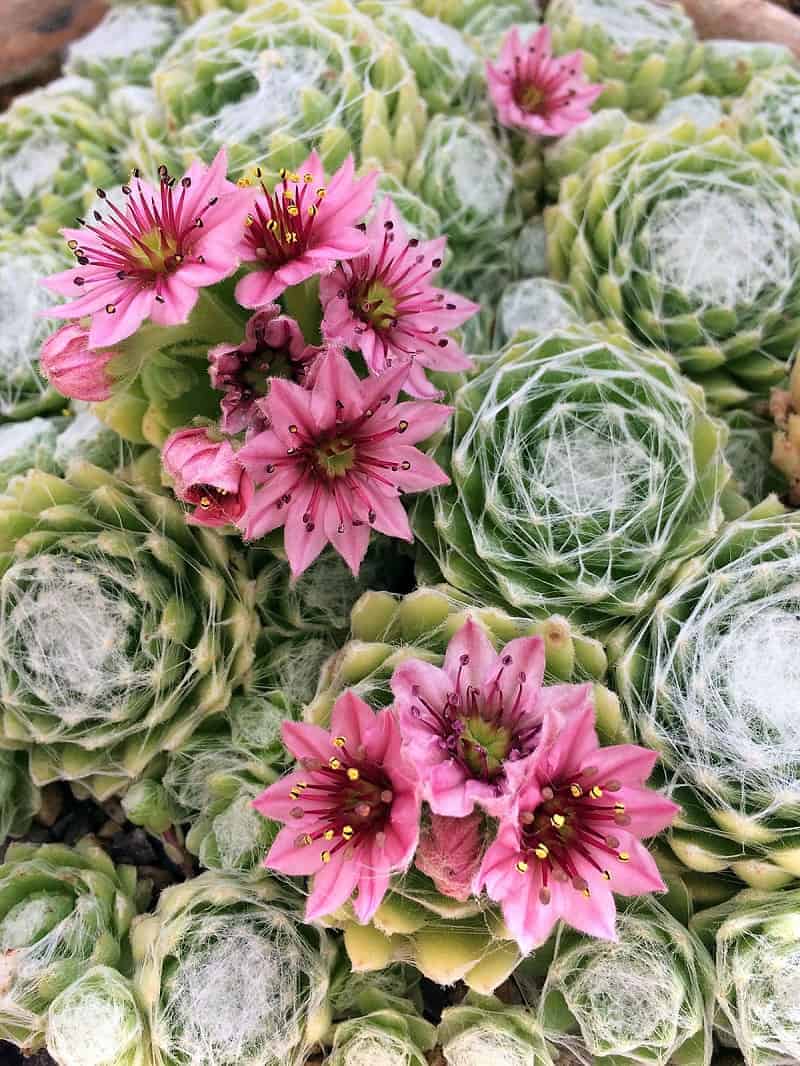 Flowering Sempervivum Arachnoideum close-up