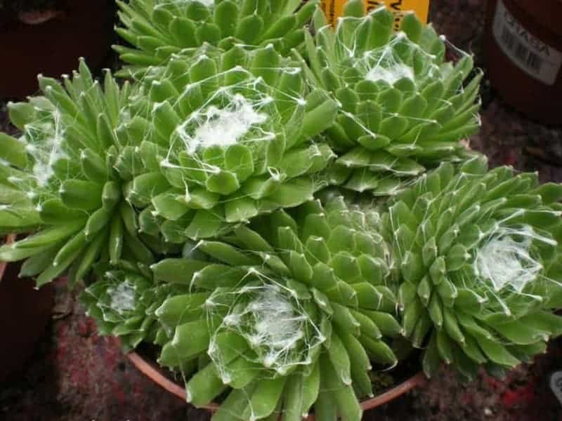 Sempervivum Arachnoideum in a plastic pot.