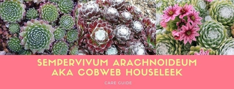 Sempervivum Arachnoideum AKA Cobweb Houseleek: Complete Care Guide