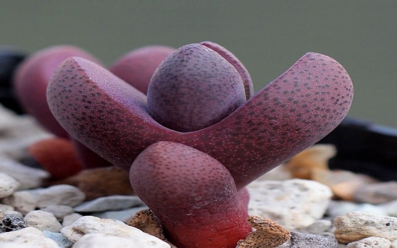 Pleiospilos nelii close-up.