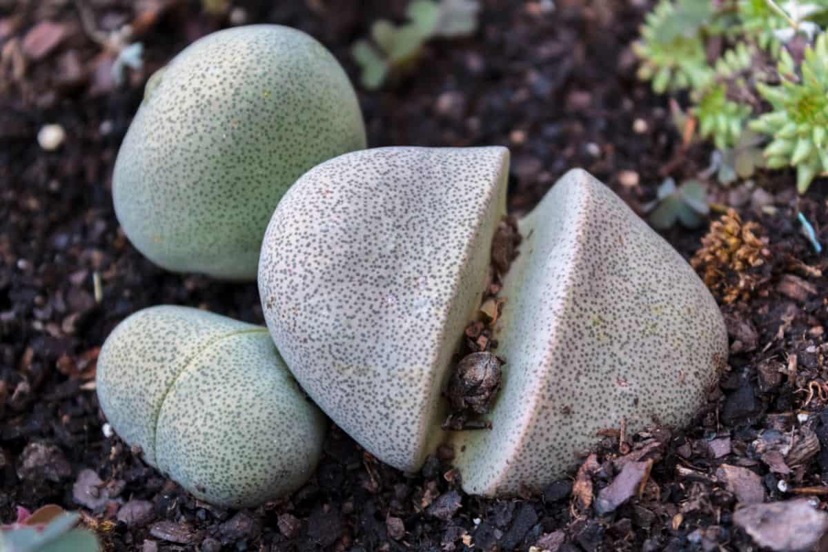 Split rock succulents growing in soil.