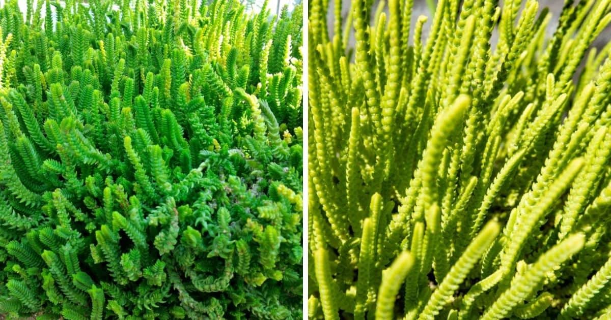 Watch Chain Succulent An Ultimate Care Guide Sublime Succulents