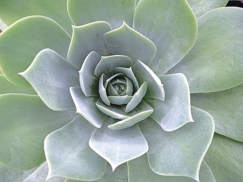 Dudleya Succulent close-up.