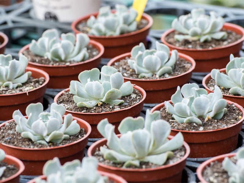 Topsy Turvy Succulents in small pots.
