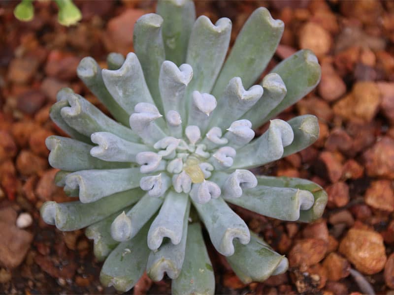 Topsy Turvy Succulent growing outdoor.
