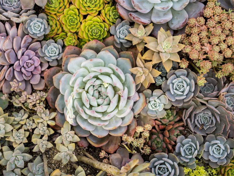 Bunch of different succulents.
