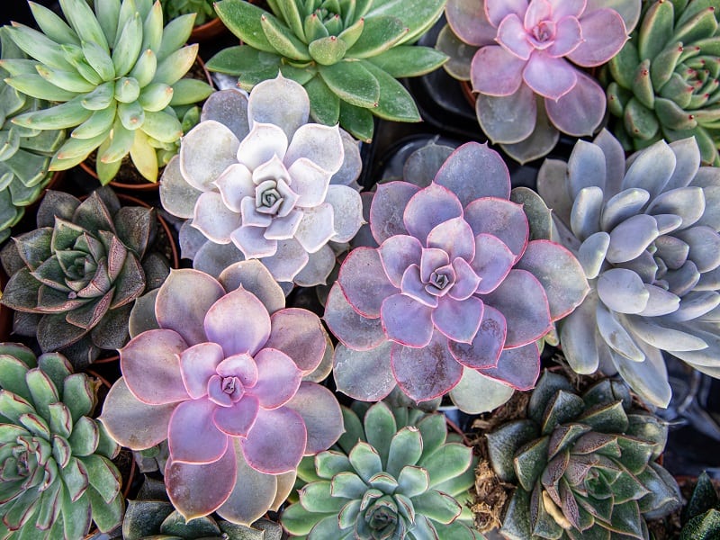 Different types of succulents in pots.
