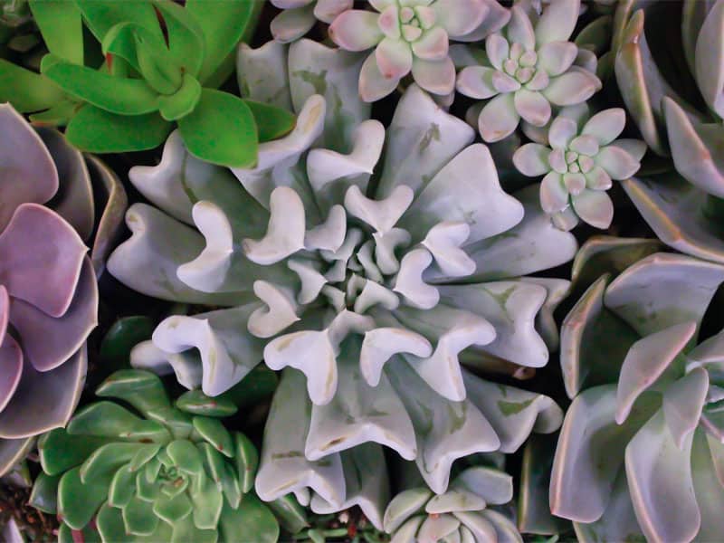 Topsy Turvy Succulent close-up.