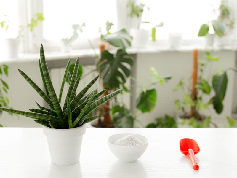 Sansevieria cylindrica in a white pot on a white table.