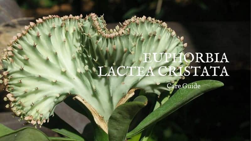 Euphorbia Lactea Cristata – A Care Guide