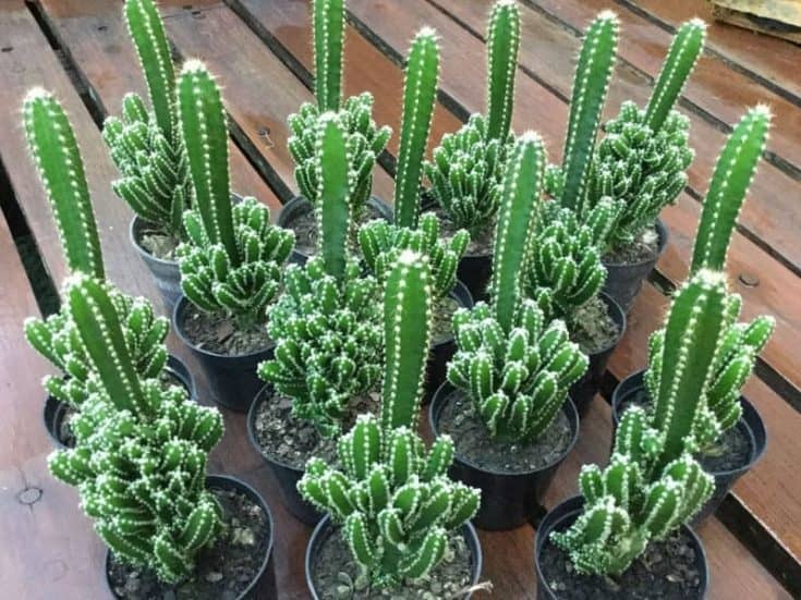 Fairy Castle Cactus A Care Guide Sublime Succulents