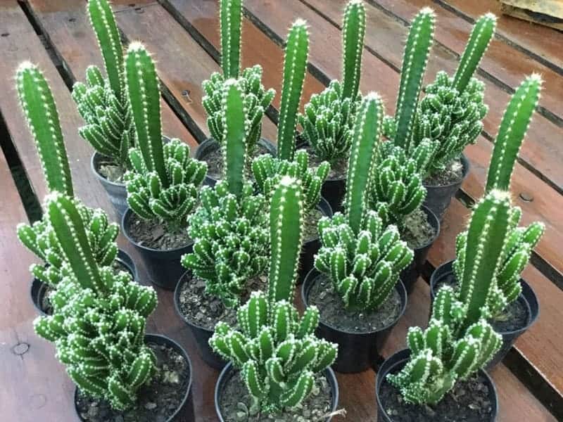 Fairy Castle Cactuses in black pots on a wooden deck.