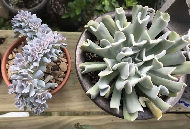 Topsy Turvy Succulents in pots on wooden board.
