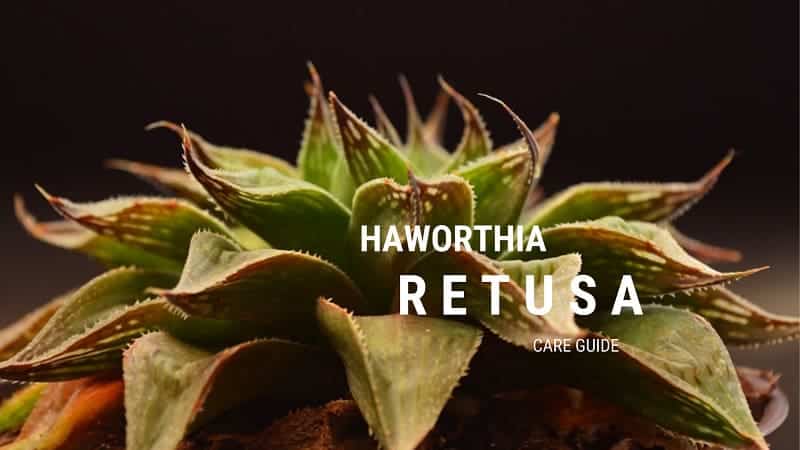 Haworthia Retusa – A Care Guide