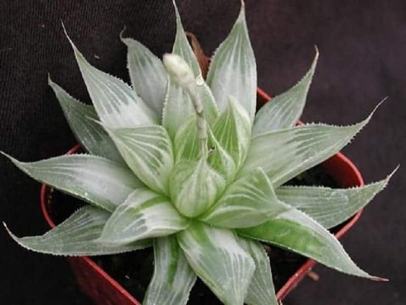 Haworthia Retusa white ghost variety in a pot.