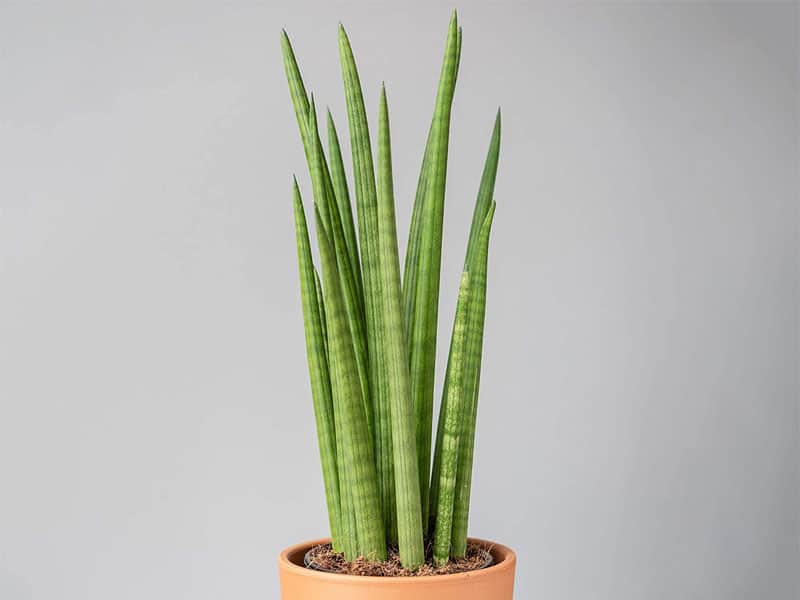 Sansevieria cylindrica in a brown pot.