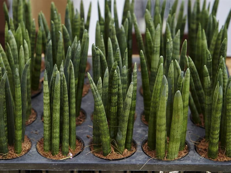 Sansevieria cylindrica in a black planter.