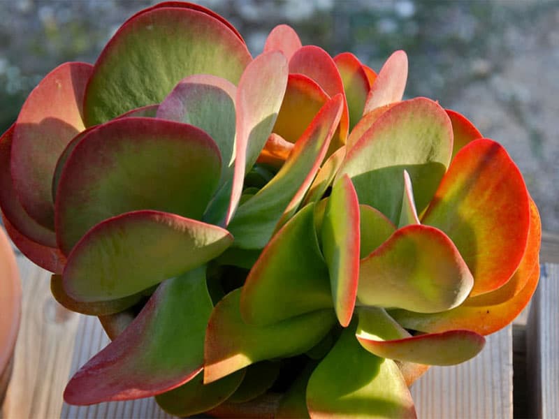 Flapjack succulent on a wooden board.
