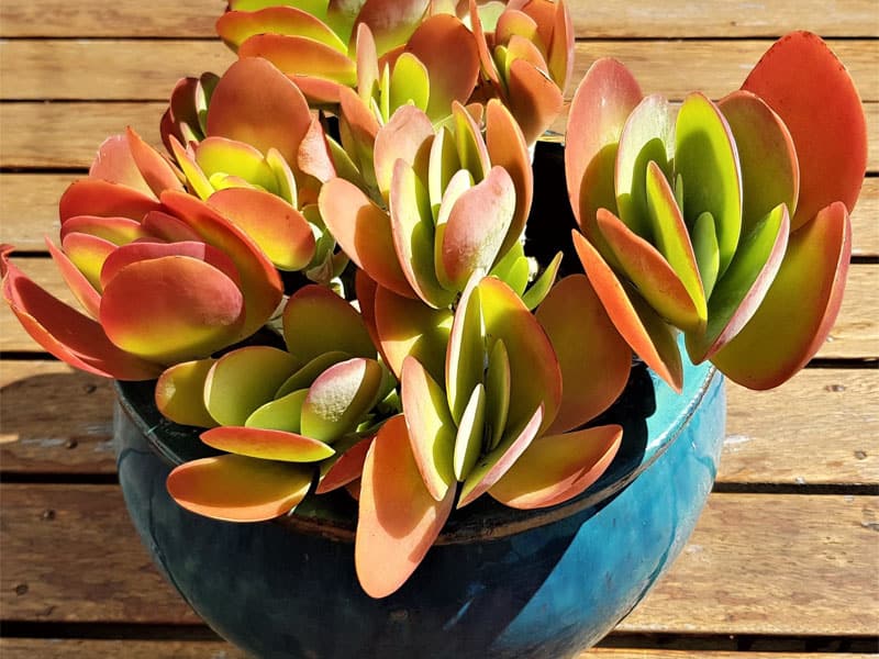 Flapjack succulent growing in a blue pot on the wooden floor.
