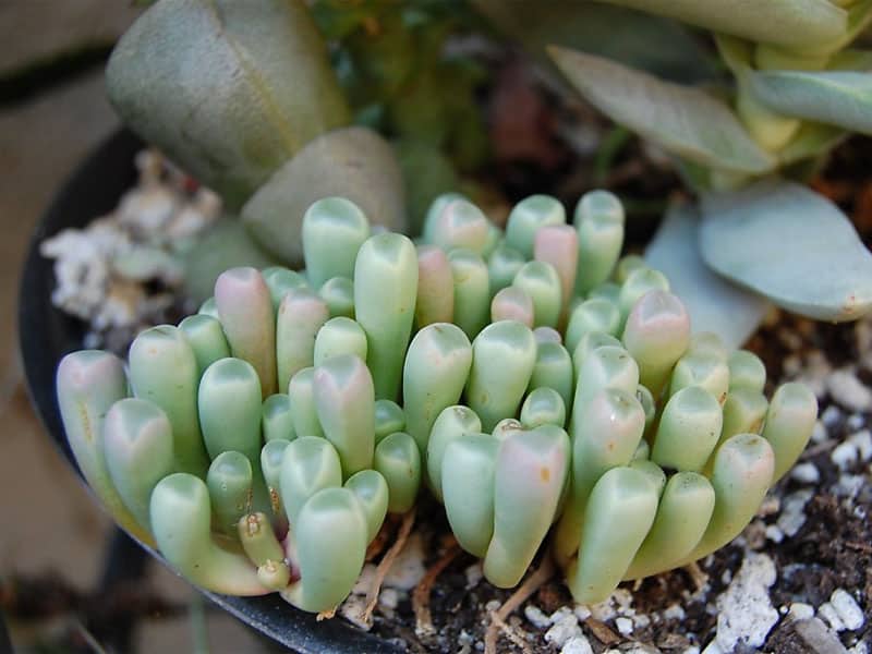 Baby Toes Succulents in a pot close-up.