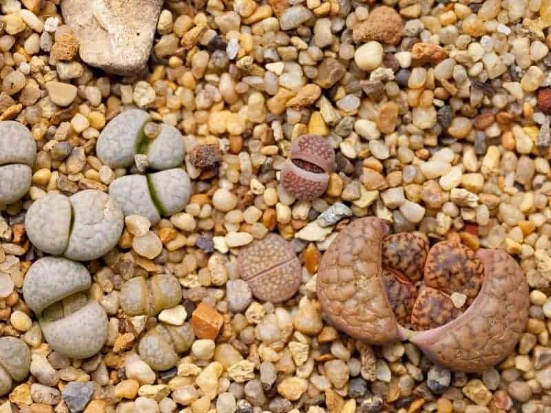 Lithops in rocky soil.