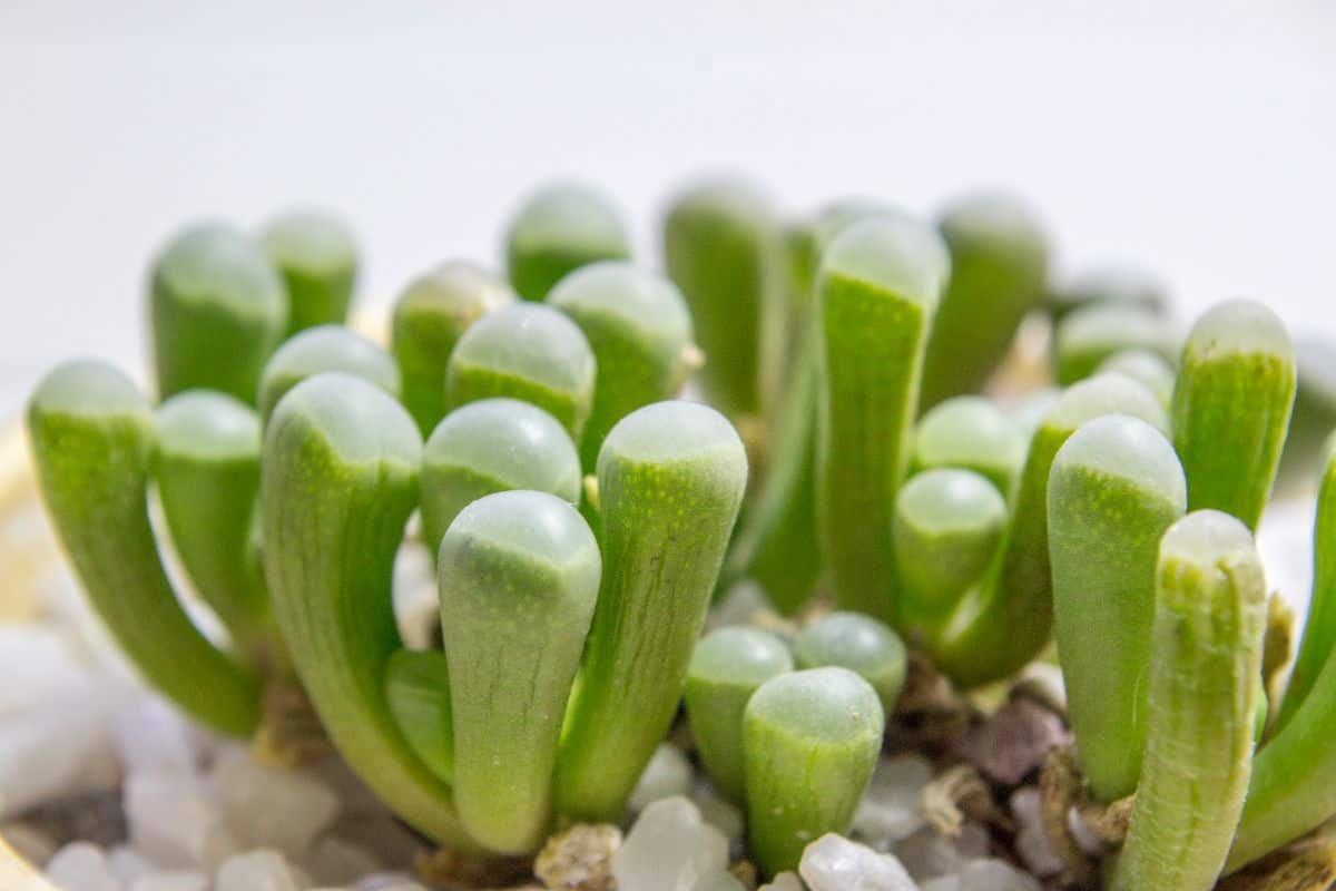 Baby Toes Succulents close-up.