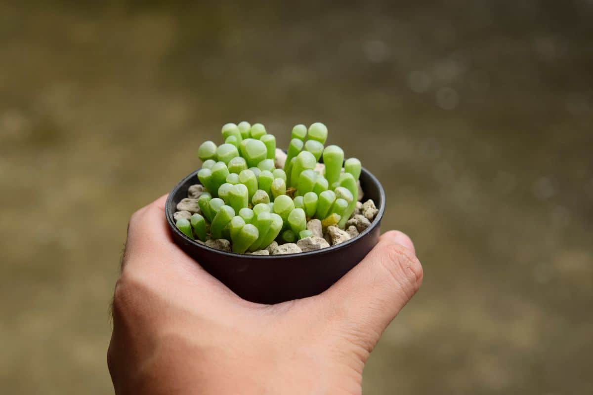 Hand holding Baby Toes Succulents in a pot.