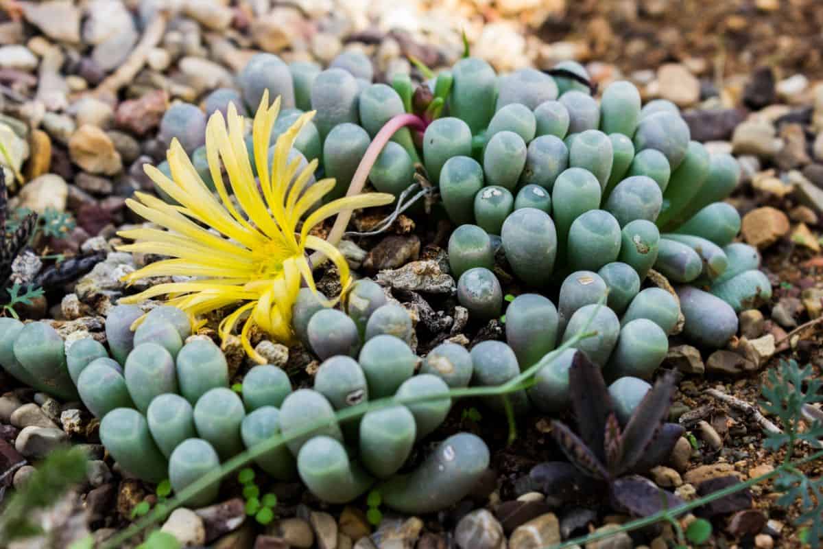 Blooming Baby Toes Succulents outdoor.