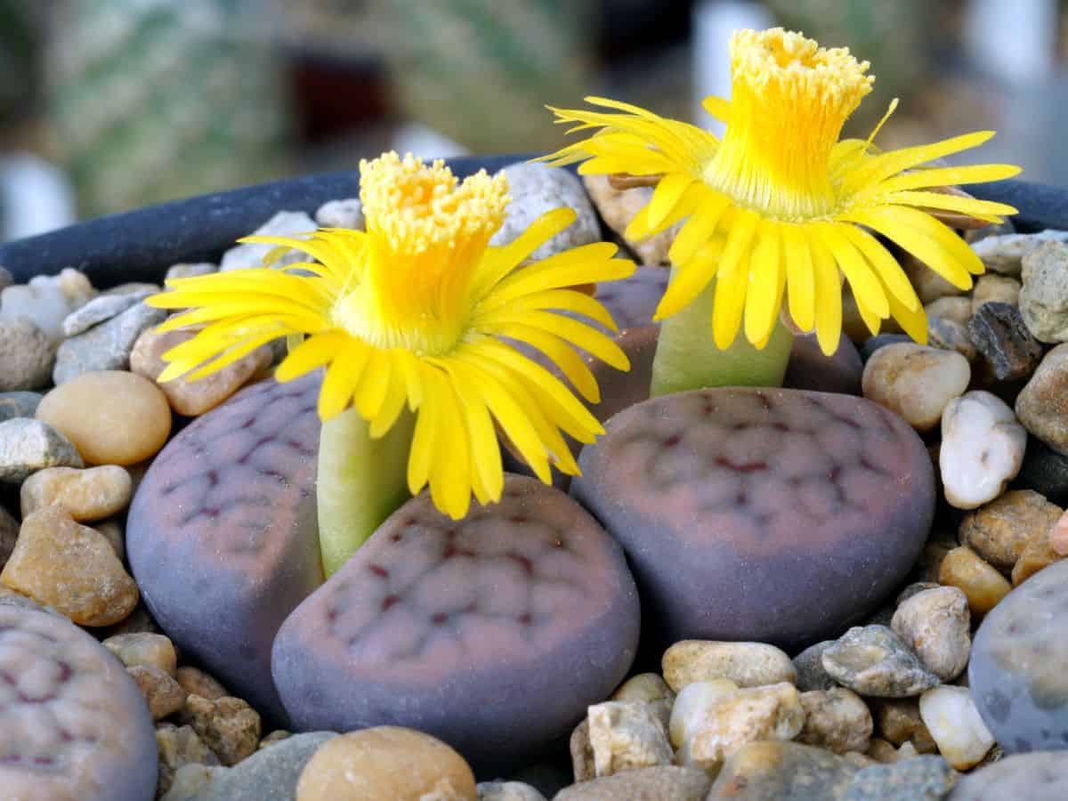 Blooming lithops close-up.