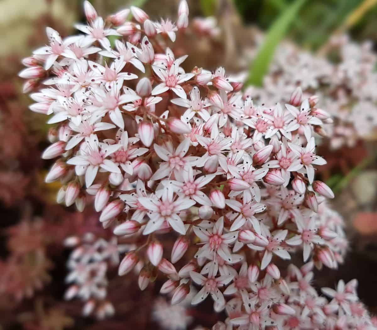 Blooming sedum album close-up.