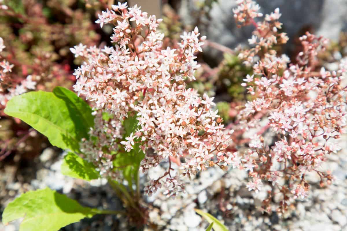 Blooming sedum album on a sunny day.