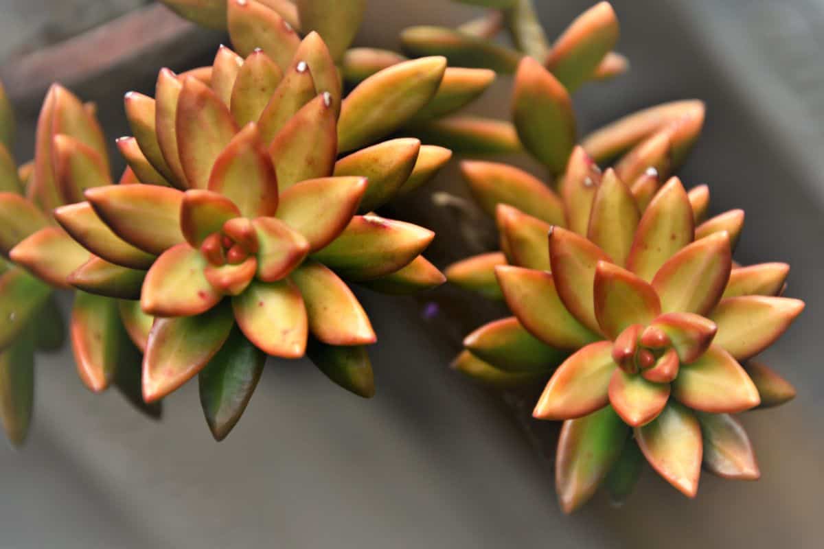 California sunset succulent leaves close-up.