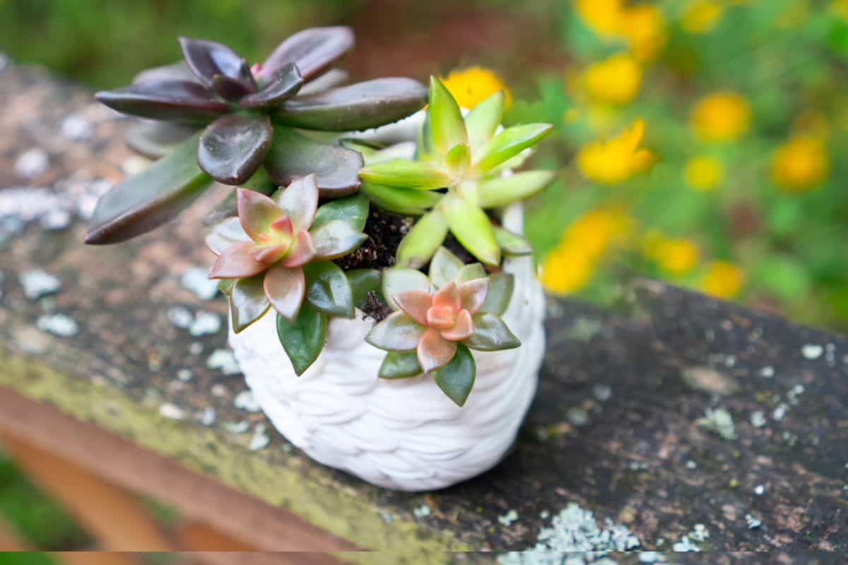 California sunset succulents in a pot.