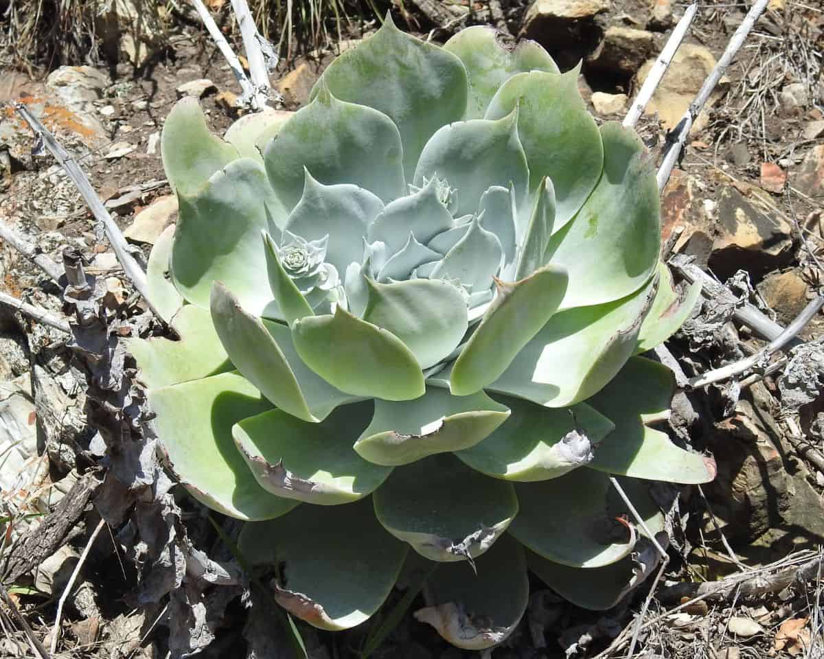 Chalk dudleya growing outdoor.