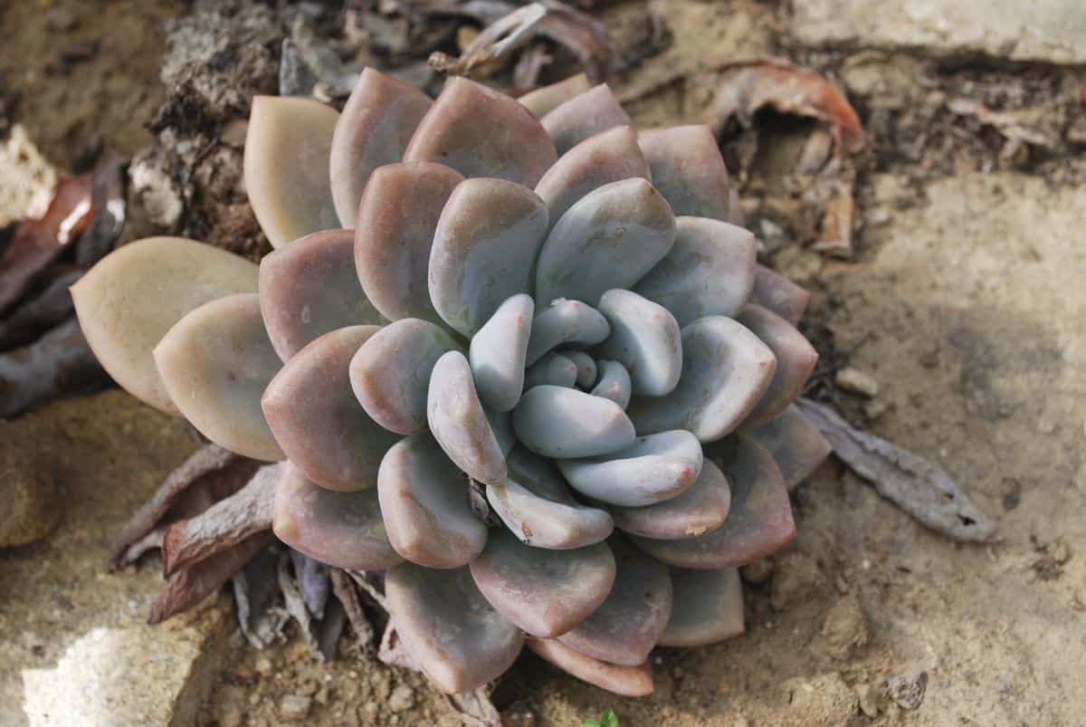 Dudleya caespitosa growing outdoor.