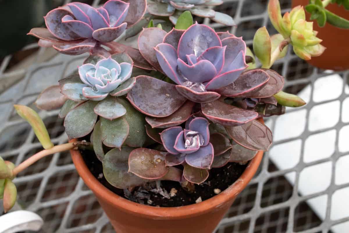 Dudleya succulent growing in a pot.