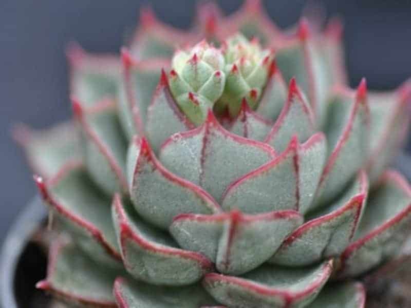 Echeveria purpusorum close-up.