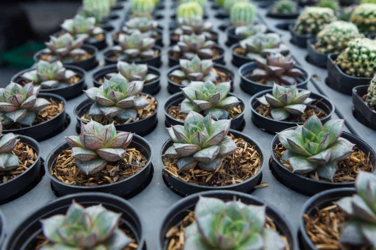 Echeveria purpusorum in a planter.