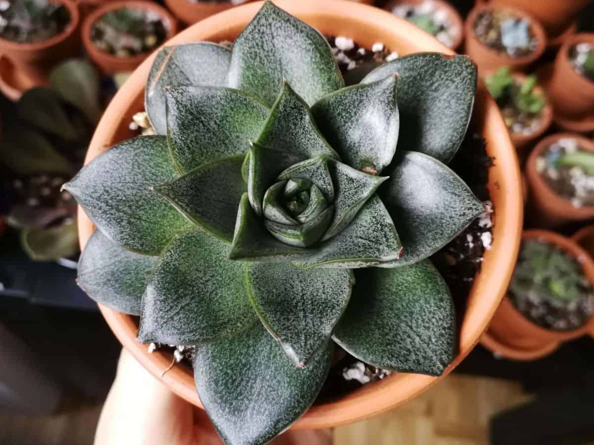 Hand holding a Echeveria purpusorum in a pot.