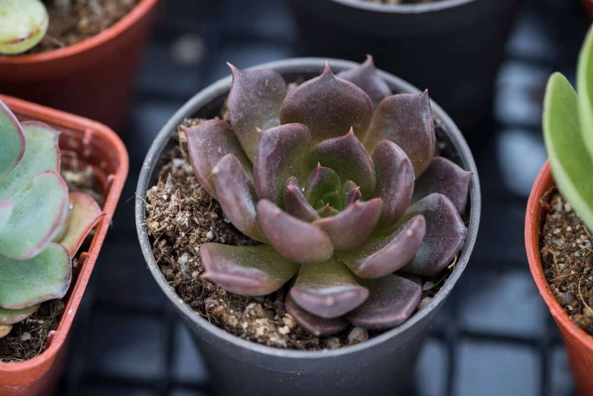 Echeveria purpusorum in a black pot.