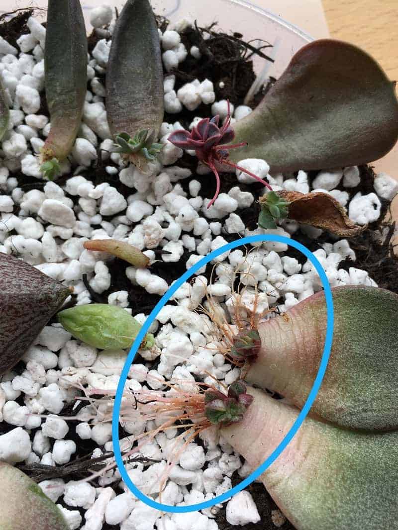 Propagaing of Echeveria purpusorum.