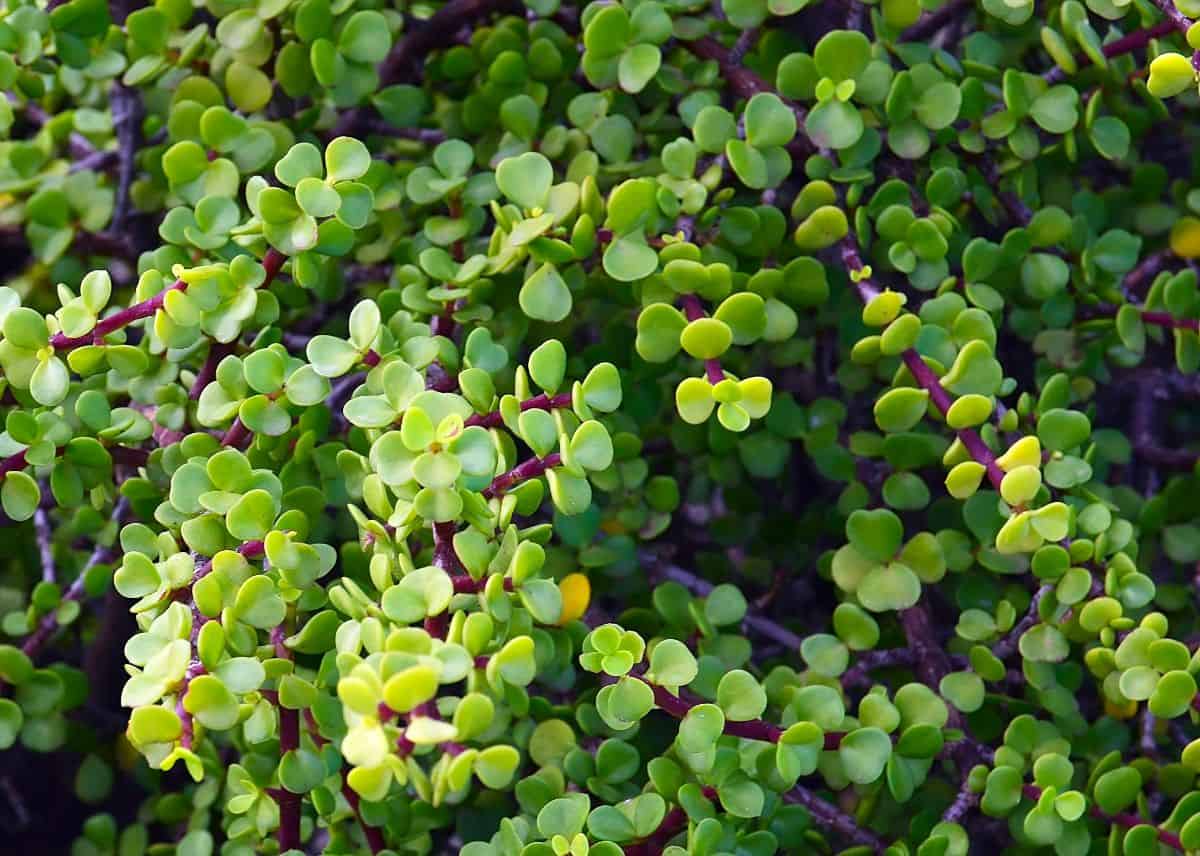 Elephant Bush Succulent growing outdoor.