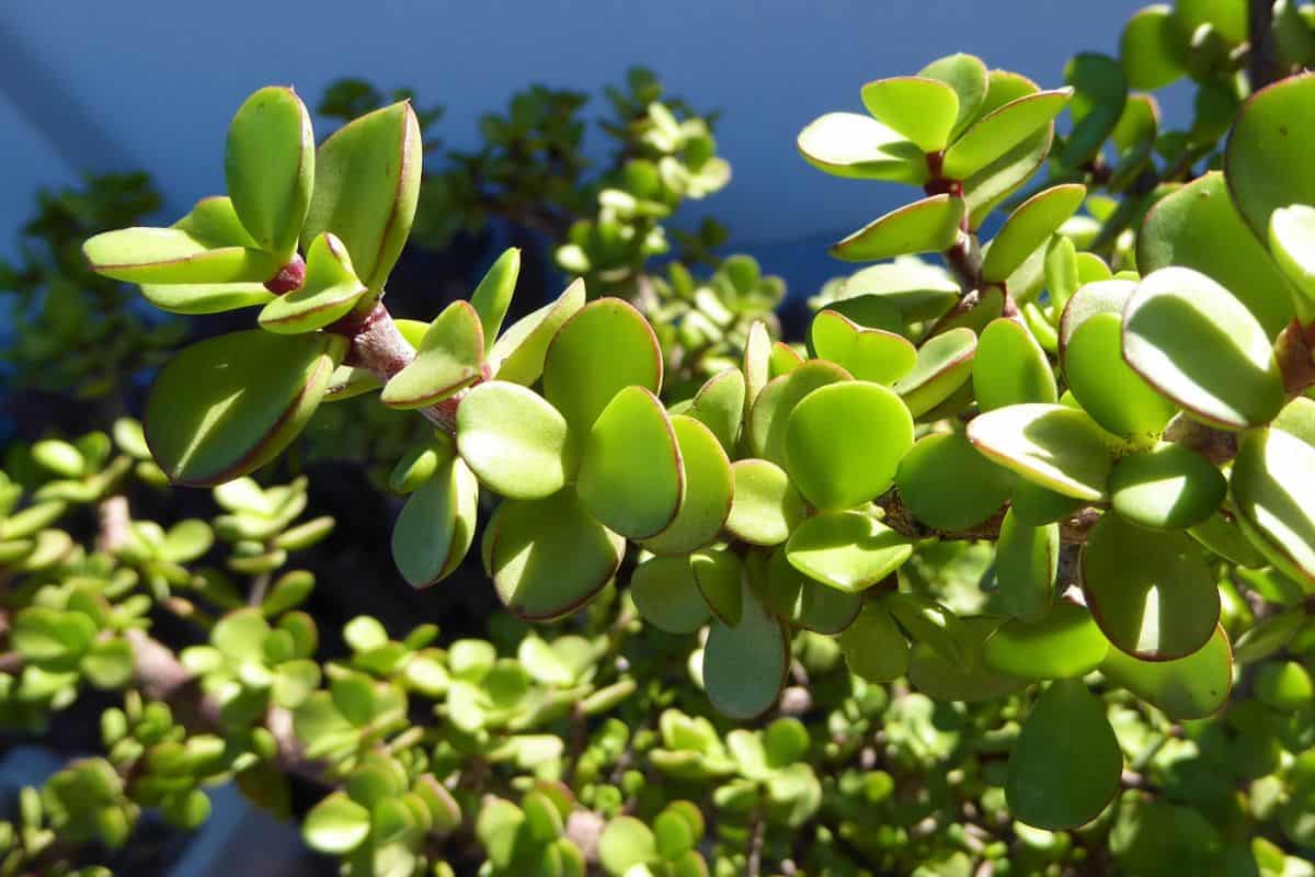 Elephant Bush Succulent leaves close-up.