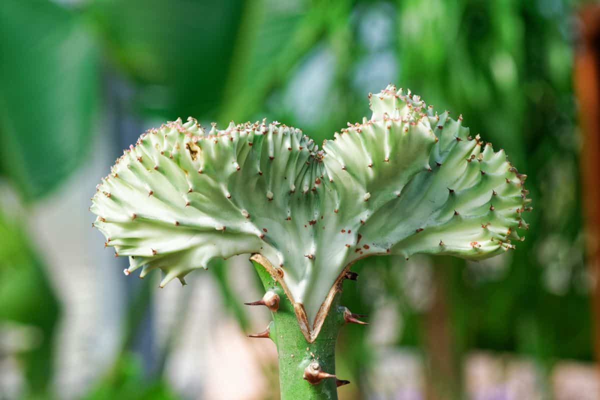 Euphorbia Lactea Cristata close-up.