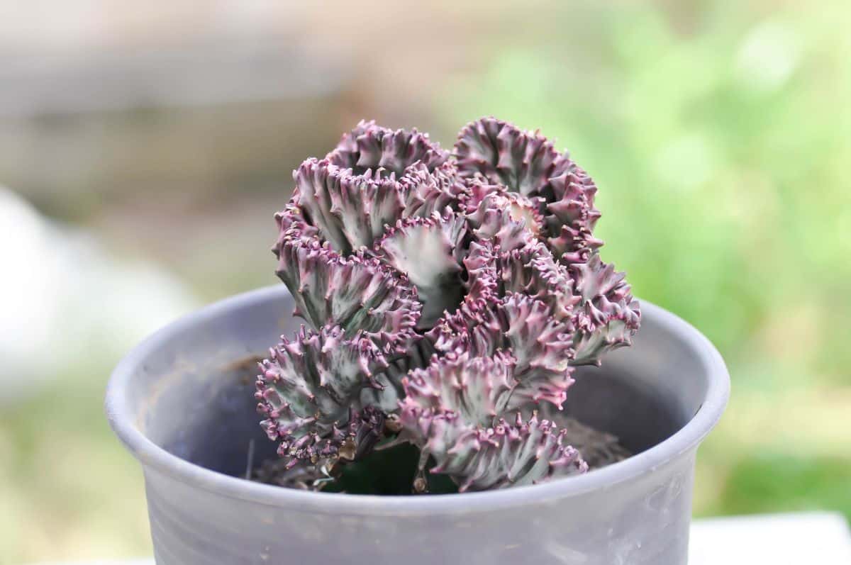 Euphorbia Lactea Cristata in a gray pot.