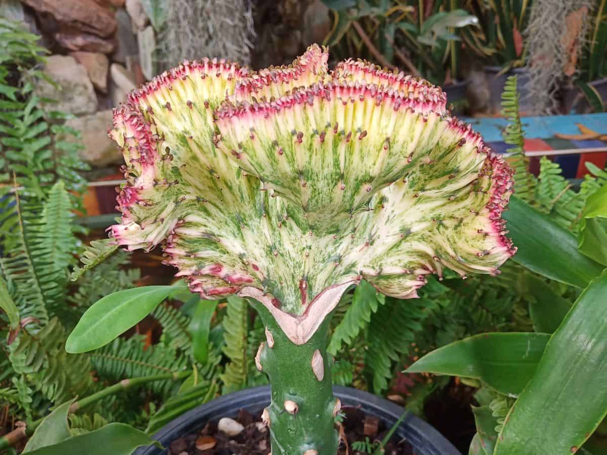 Euphorbia Lactea Cristata in a pot close-up.