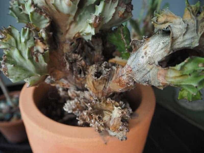 Disease of Euphorbia Lactea Cristata in a pot.