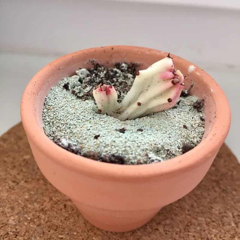 Propagating Euphorbia Lactea Cristata in a red pot.